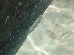 Sicyopterus japonicus