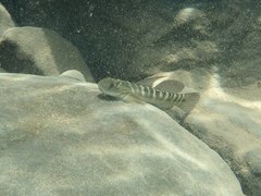 Sicyopterus japonicus