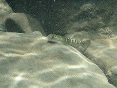 Sicyopterus japonicus