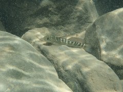 Sicyopterus japonicus