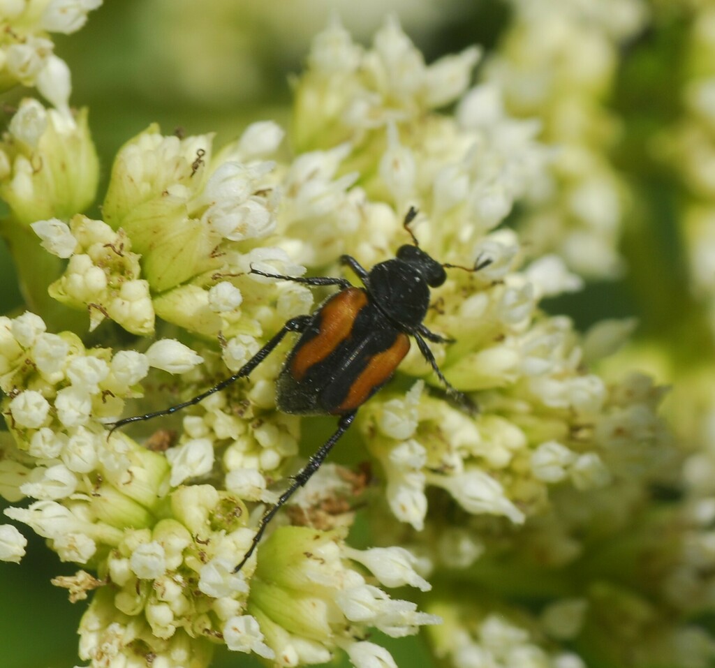 Trigonopeltastes glabellus
