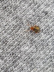 Halticus luteicollis