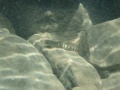 Sicyopterus japonicus
