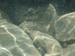 Sicyopterus japonicus