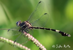 Phyllogomphoides pacificus
