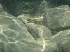 Sicyopterus japonicus