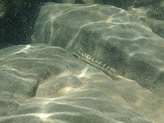 Sicyopterus japonicus