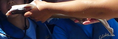 Mustelus henlei