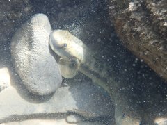 Sicyopterus japonicus