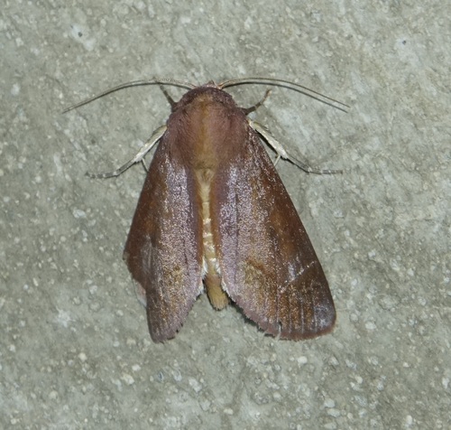 Gonodontodes