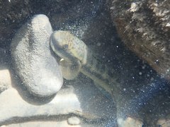 Sicyopterus japonicus