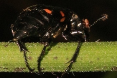 Parasitidae