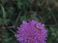 Closterotomus cinctipes