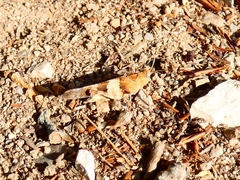 Oedipoda caerulescens