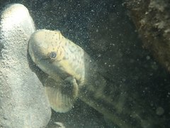 Sicyopterus japonicus