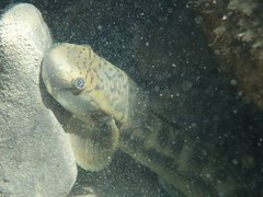 Sicyopterus japonicus