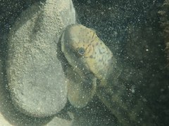 Sicyopterus japonicus