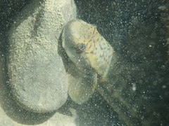Sicyopterus japonicus