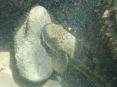 Sicyopterus japonicus
