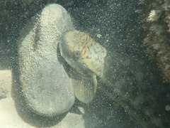 Sicyopterus japonicus