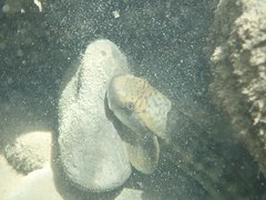 Sicyopterus japonicus