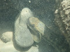 Sicyopterus japonicus