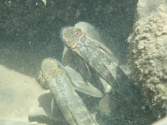 Sicyopterus japonicus
