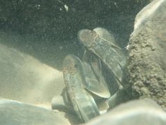 Sicyopterus japonicus