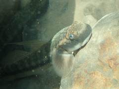 Sicyopterus japonicus
