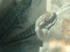 Sicyopterus japonicus
