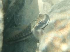 Sicyopterus japonicus