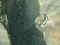 Sicyopterus japonicus