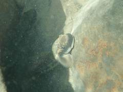 Sicyopterus japonicus