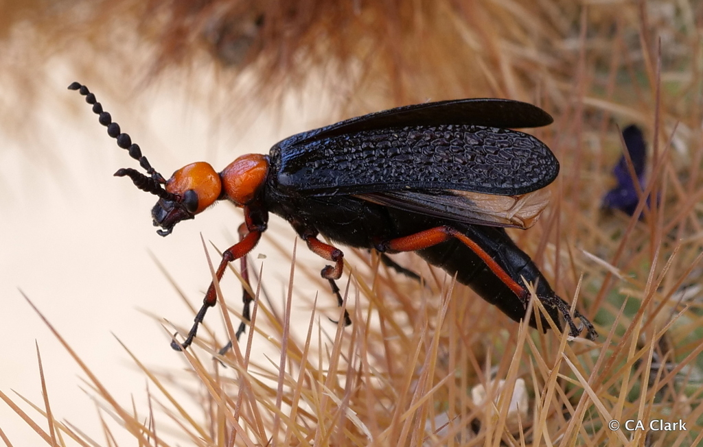 desert blister beetle
