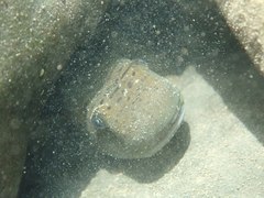 Sicyopterus japonicus