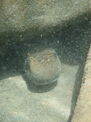 Sicyopterus japonicus