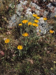 Pentanema montanum