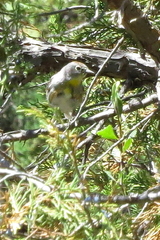 Leiothlypis virginiae