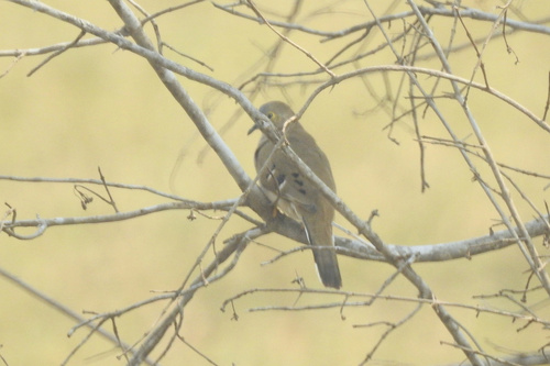 Long-tailed Ground Dove (Uropelia campestris), photo 8