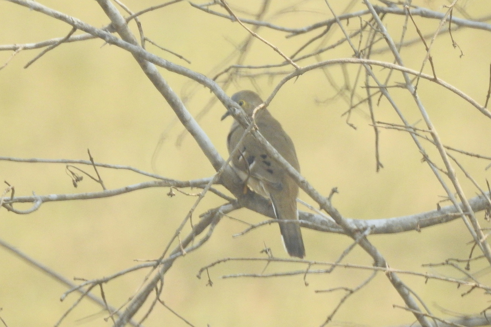 Long-tailed Ground Dove (Uropelia campestris), photo 10