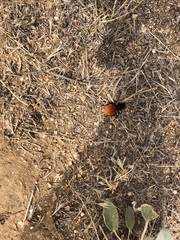 Dasymutilla magnifica