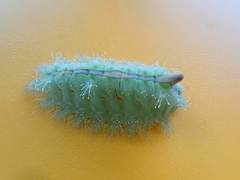 Griseothosea fasciata