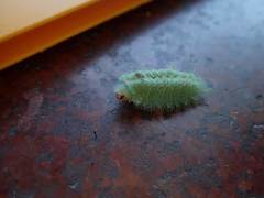 Griseothosea fasciata