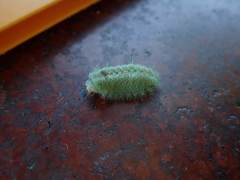 Griseothosea fasciata