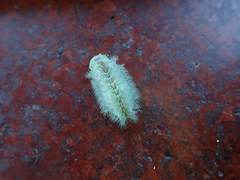 Griseothosea fasciata