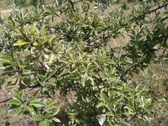 Pyrus elaeagrifolia