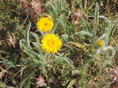 Pentanema montanum