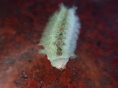 Griseothosea fasciata