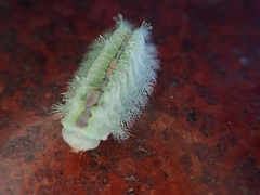 Griseothosea fasciata