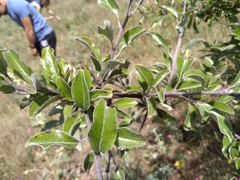 Pyrus elaeagrifolia